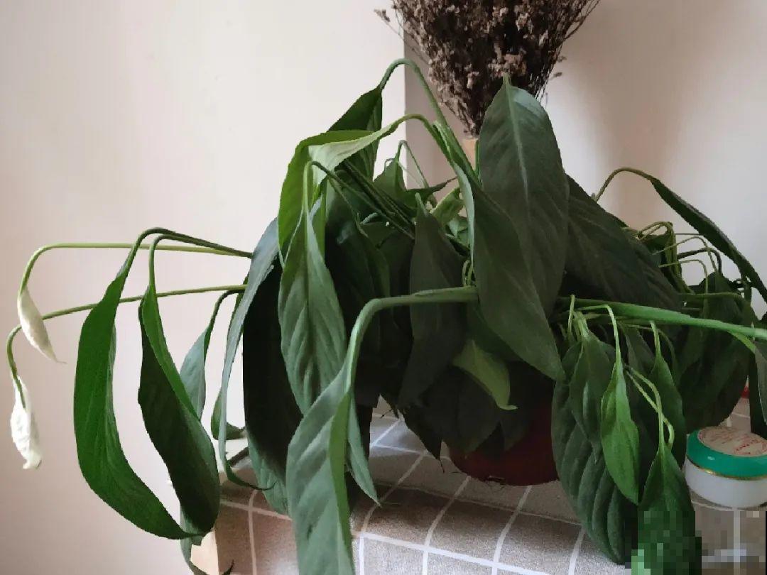 秋天降温快，家里养这9种花，要赶紧搬进屋了