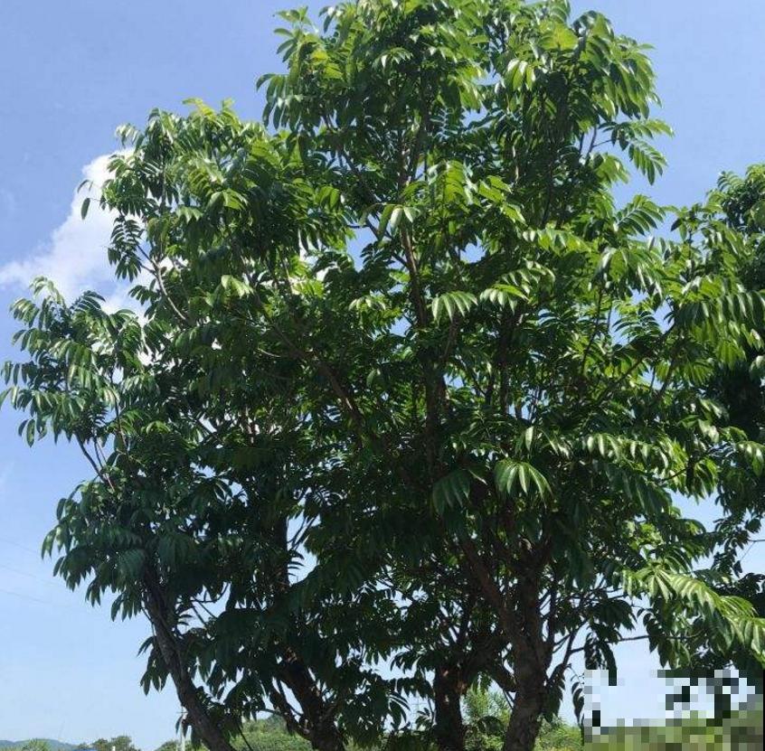 油患子树用处多多，果子沾水搓一搓，比香皂还好用！