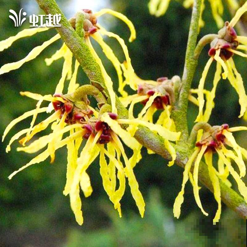 金缕梅不是梅，造型别致，美容护肤用处大！