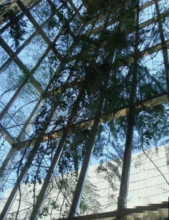 养文竹易出错的4个问题，答案在这里，看看有没有你要的！