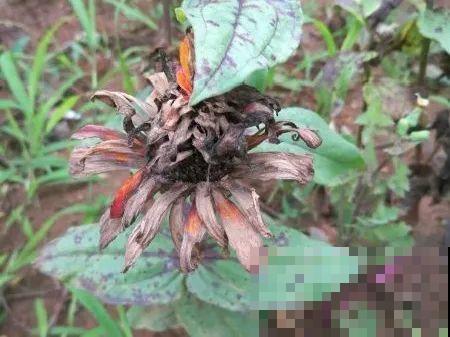 秋分后，绿化带捡种子，回家撒土里就活！