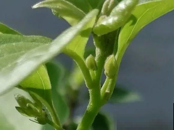 养三角梅，这几点做不对，光长叶子不开花！