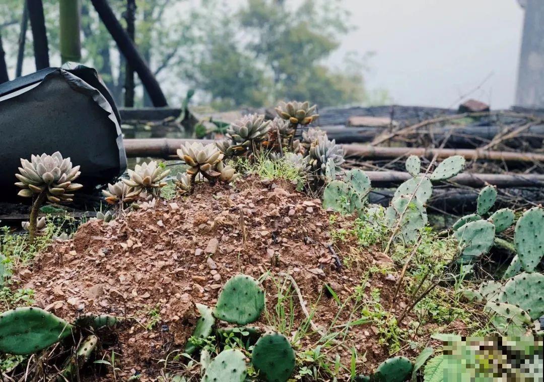 不死鸟太震撼了，长满整个屋顶，感觉都要压塌了