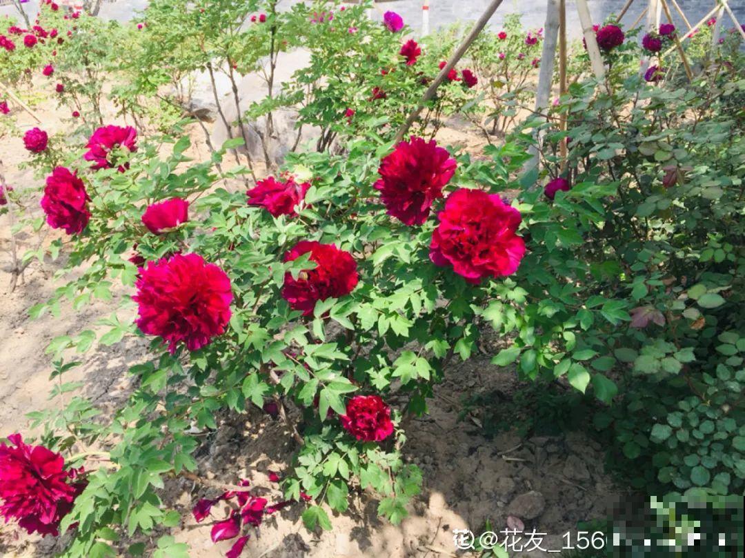 超能生的花，养1盆等于养10盆，谁要谁拿走！