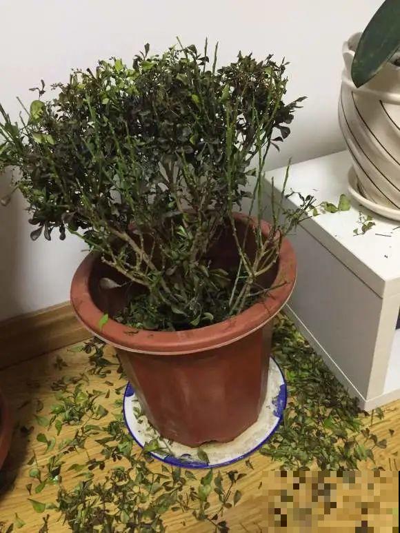 秋天降温快，家里养这9种花，要赶紧搬进屋了