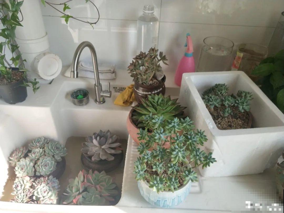 离家半个月，回来花全死了，别扔，还有救！