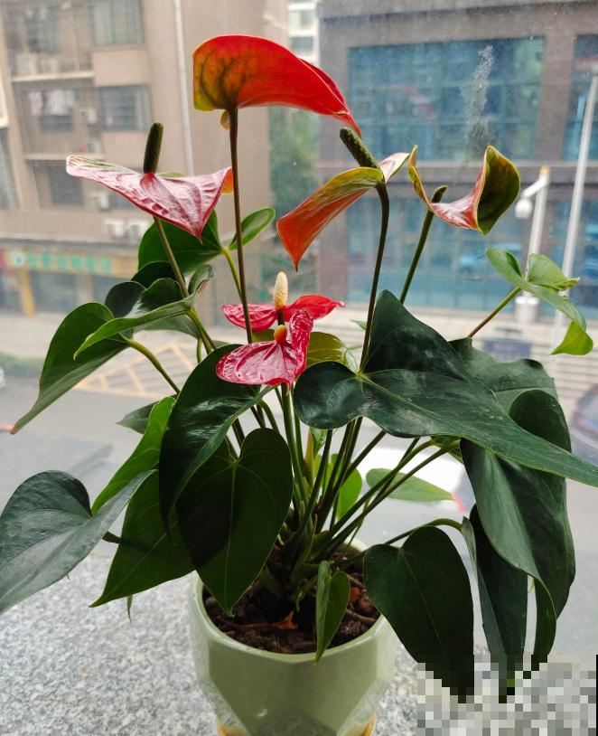 红掌长黄斑,千万别喷水,不然烂的更厉害 红掌长黄斑,千万别喷水,不然烂的更厉害