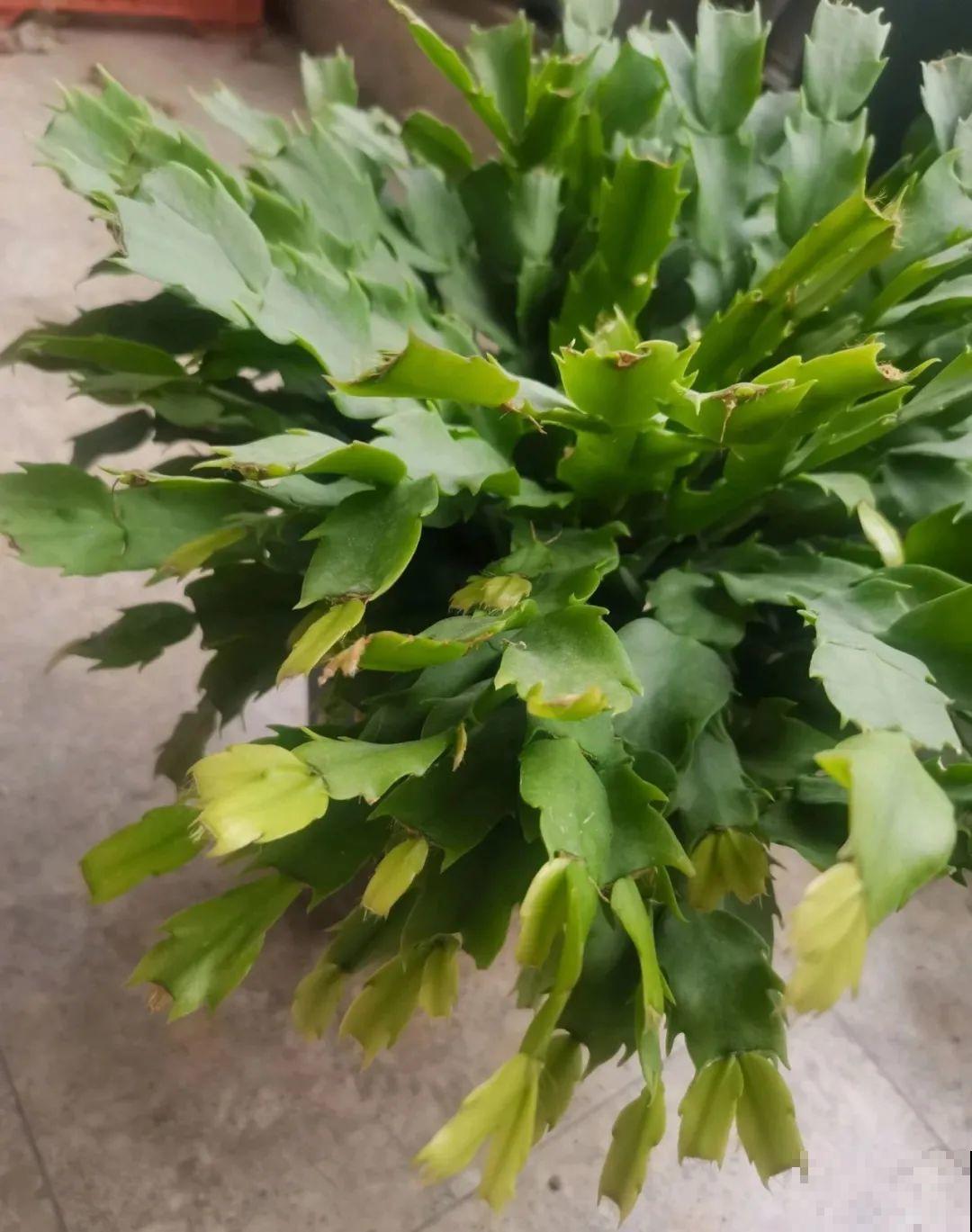 冒出来的花苞全剪了,气的人肝疼,1个月后竟然爆开花! 冒出来的花苞全剪了,气的人肝疼,1个月后竟然爆开花!