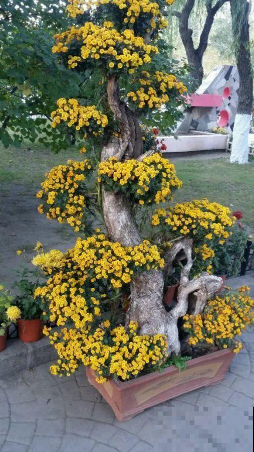 最大的长寿老桩,7年时间,养成盆景! 最大的长寿老桩,7年时间,养成盆景!