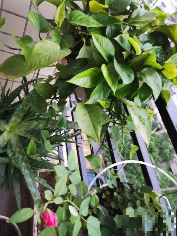 南北方养花有差别，要根据环境来养花，不能一概而论