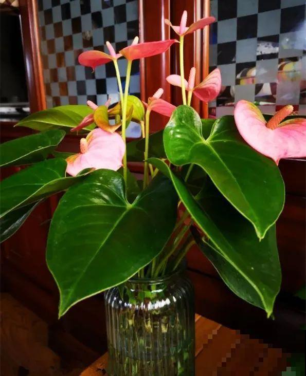 想省心就养这些花,没有病虫害,就爱开花! 想省心就养这些花,没有病虫害,就爱开花!