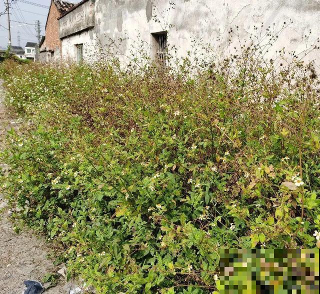 这种花很稀罕,以前喂猪没人要,现在抢破头! 这种花很稀罕,以前喂猪没人要,现在抢破头!