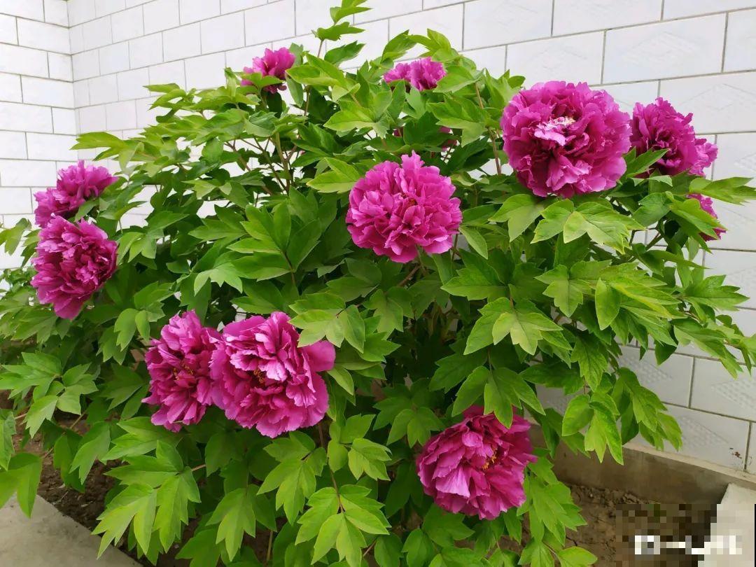 南方花友请注意，这几种花先别买，买回家就挂！