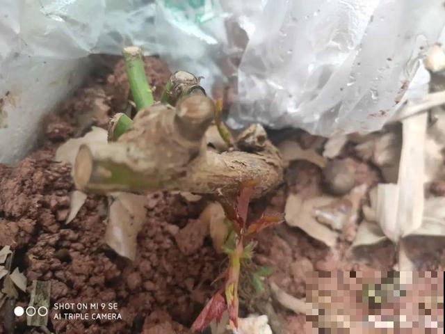 不长叶不长枝的花别买，都是骗人的，养不活浪费钱