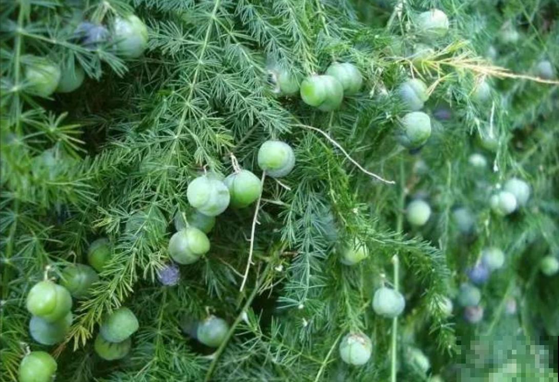 养文竹易出错的4个问题，答案在这里，看看有没有你要的！