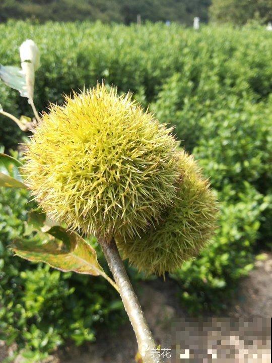 栗子好吃，但是挑选要擦亮眼睛，记住4个要点很重要