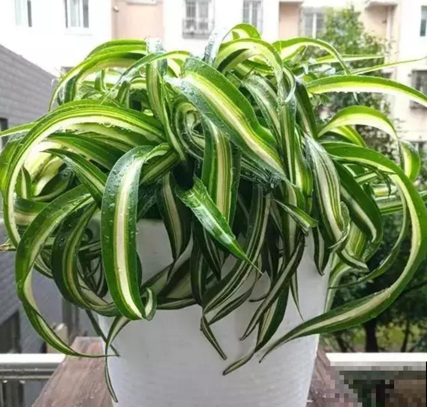家里养盆卷叶吊兰,叶片卷曲似法国女郎,太迷人! 家里养盆卷叶吊兰,叶片卷曲似法国女郎,太迷人!