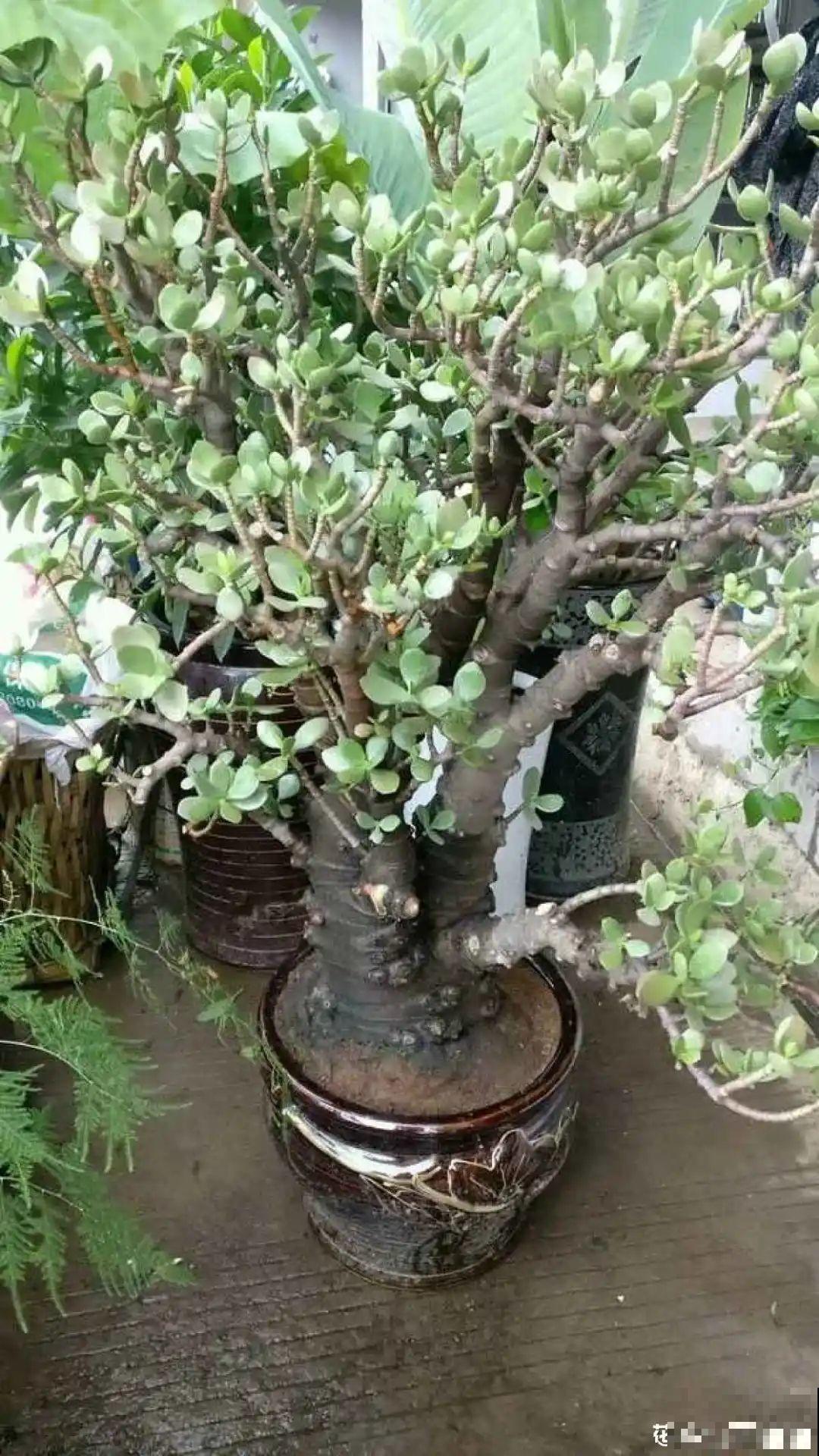 水浇多了，快把土刨掉，否则花3天必死！