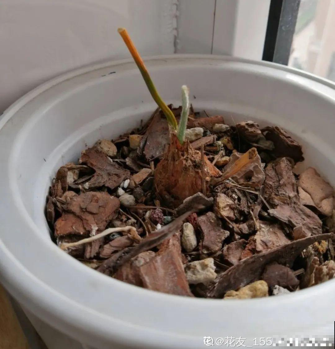 铁树开花，生了一窝“蛋”，千万别乱掏！