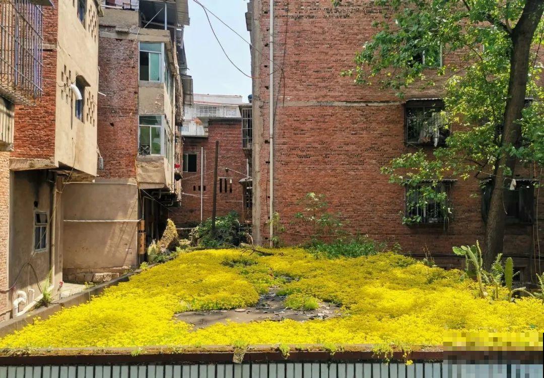 不死鸟太震撼了，长满整个屋顶，感觉都要压塌了