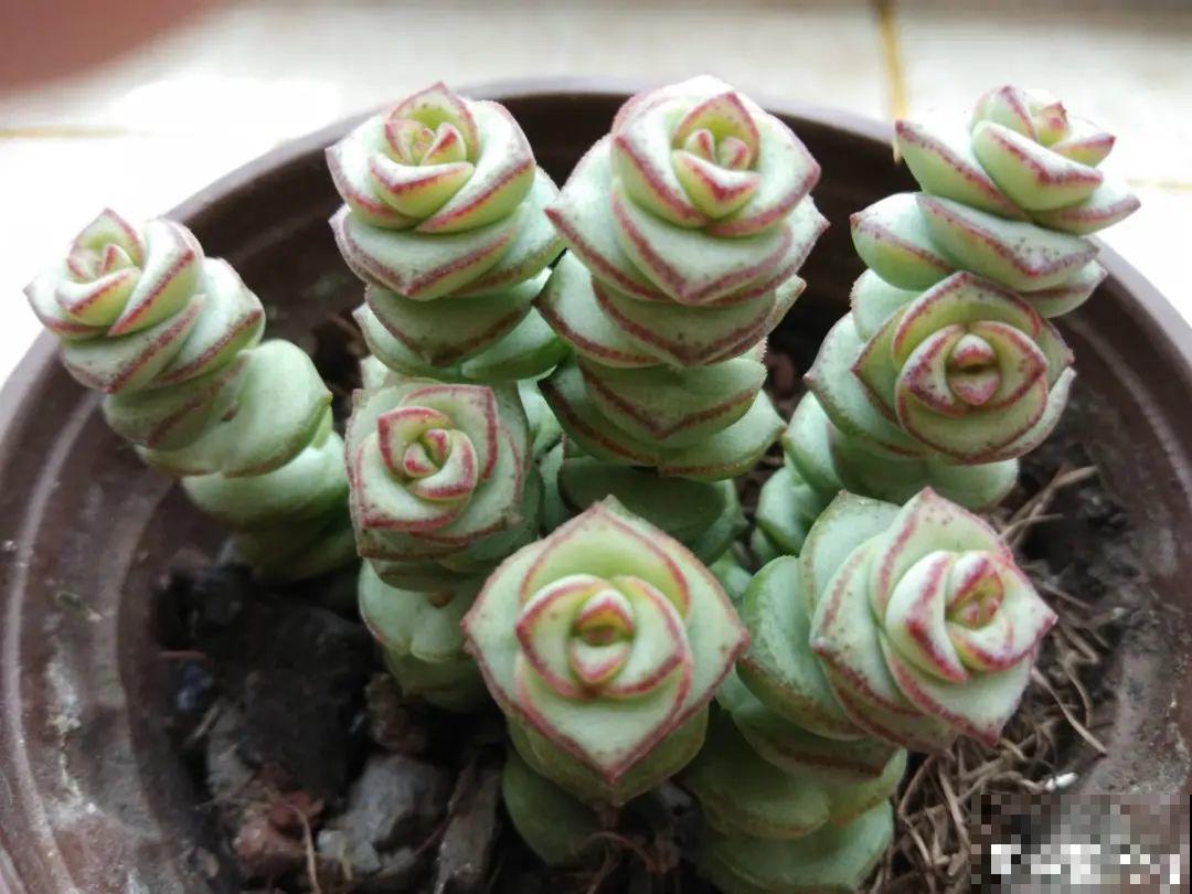 8种花，养嫩不养老，老了要多修剪！