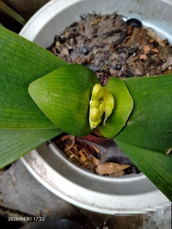 君子兰烂芯别丢，切一刀消消毒，还能爆出小笋芽