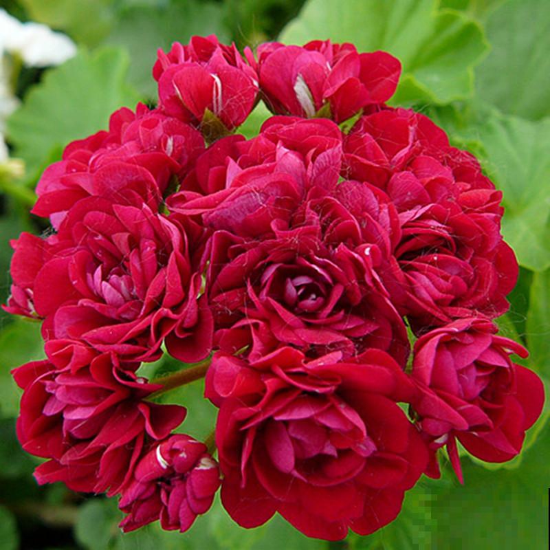 4种花冬天冻不死，夏天热不死，一年四季都能活