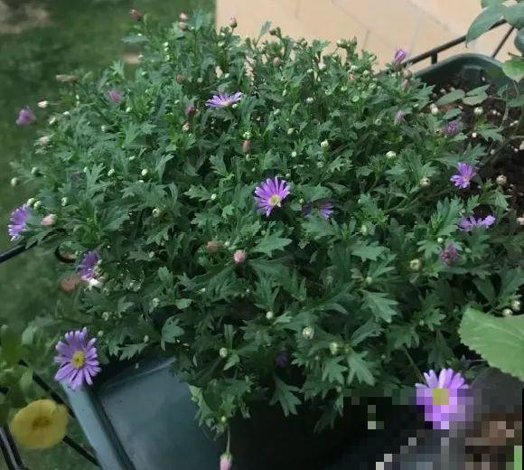 离家半个月，回来花全死了，别扔，还有救！