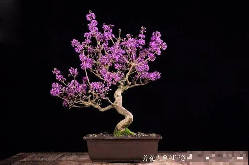 白菜在家养了8年,养成了老桩,长得可旺盛! 白菜在家养了8年,养成了老桩,长得可旺盛!