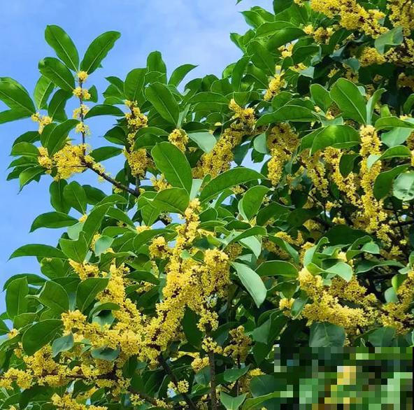 适合地栽养的花木，只要种一棵，年年有花赏！