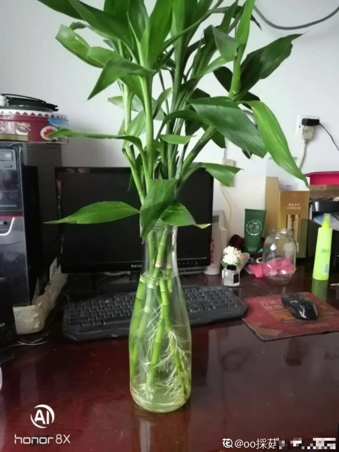 这花10块钱买一大把，丢水里冒出萝卜根，太好养！