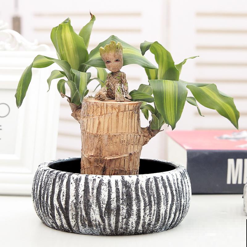 家里养盆巴西木，加点水就能冒芽，绿油油超有生机感