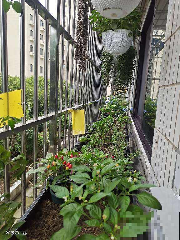 平时一个小动作，可能会害死你的花，花友们要注意