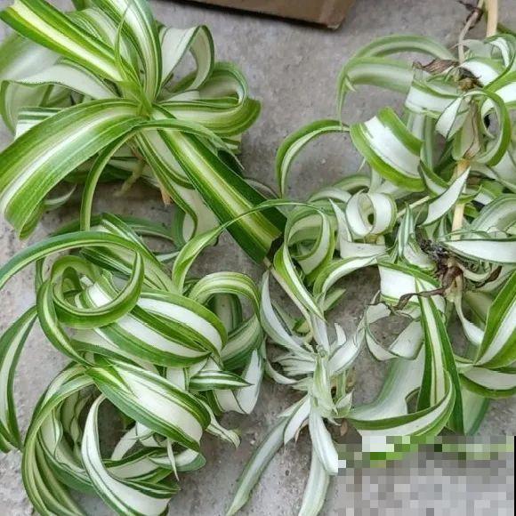 绿萝、吊兰变异了？这些品种，你未必都见过！