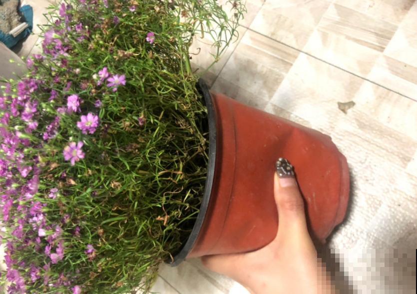 满天星干花不用买，自己就能种，干花、鲜花一起赏！