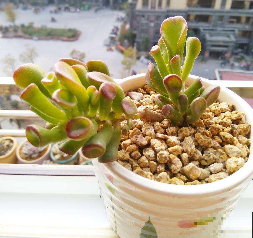 1种吸财树,叶子猛晒红彤彤,养在家里寓意好 1种吸财树,叶子猛晒红彤彤,养在家里寓意好