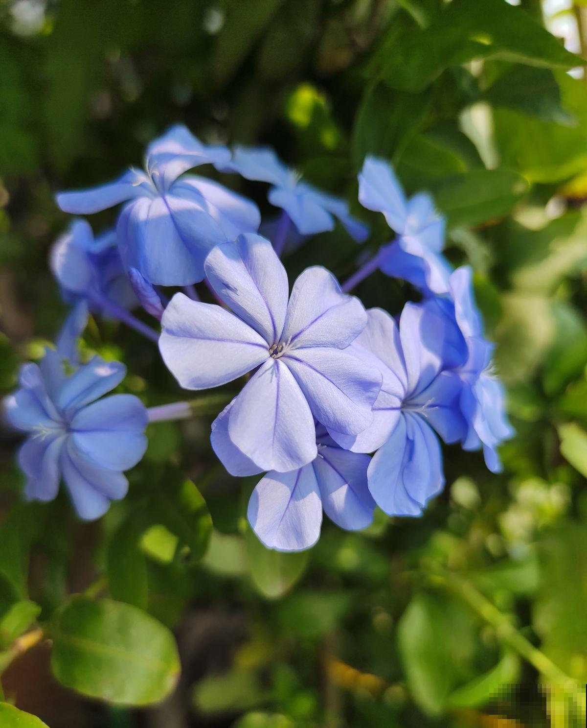 秋天凉风飕飕起，花卉入室要注意，两项工作要做好