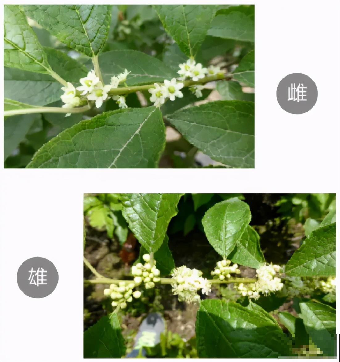 不怕冷的花,越冻越红火,大冬天照样活 不怕冷的花,越冻越红火,大冬天照样活