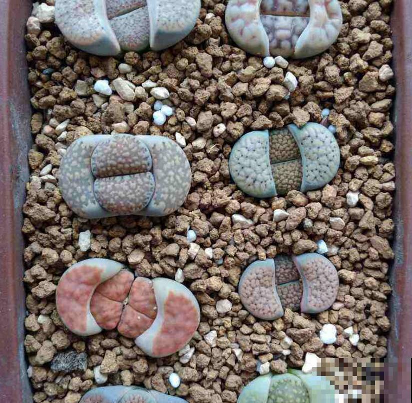 生石花蜕皮期特要紧，注意这3点，长成拳头大！