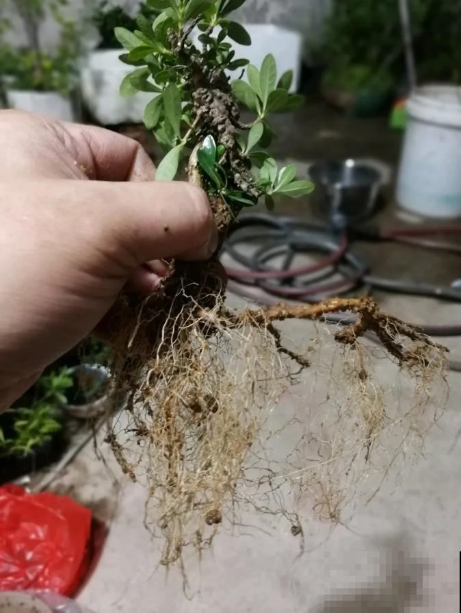 这种花就欠“拽”，没事拽拽根，变成老桩美到爆！