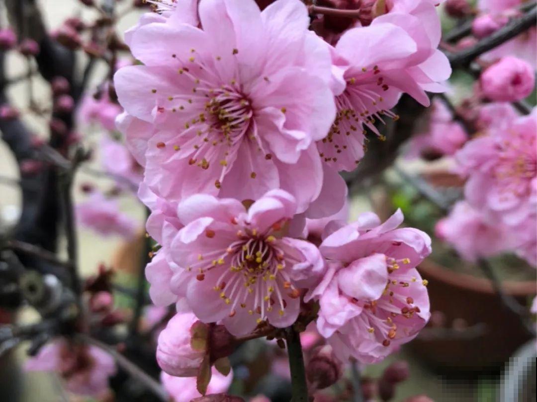 你在哪个城市，最适合养的花就是它！