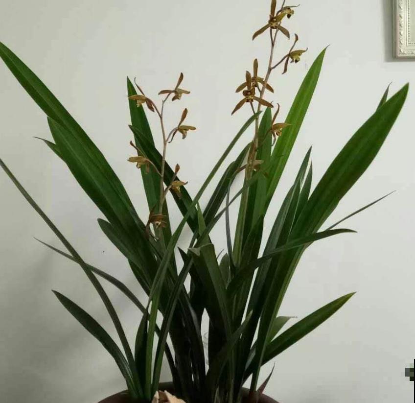 墨兰不好养,掌握5个小窍门,叶茂花繁! 墨兰不好养,掌握5个小窍门,叶茂花繁!