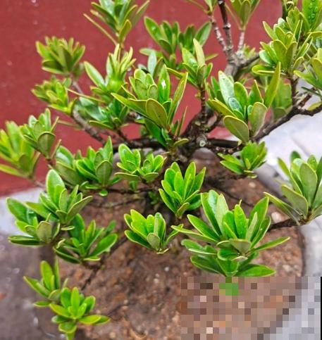 花卉修剪有讲究，时间要挑对，天冷不能剪！