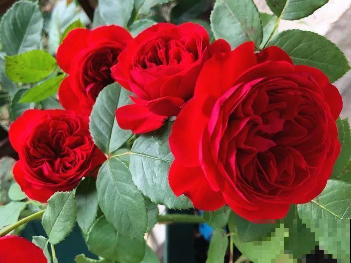 这种花品种多,花型好,养了你就爱上了! 这种花品种多,花型好,养了你就爱上了!