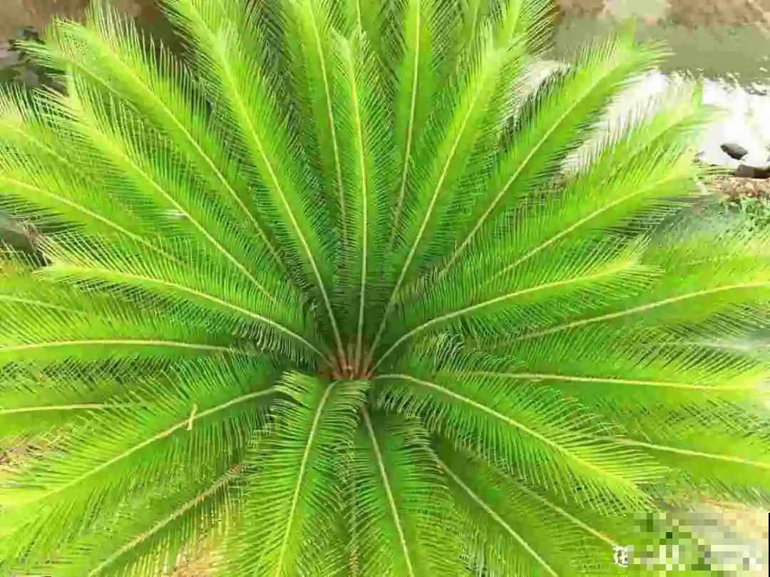 铁树开花，生了一窝“蛋”，千万别乱掏！