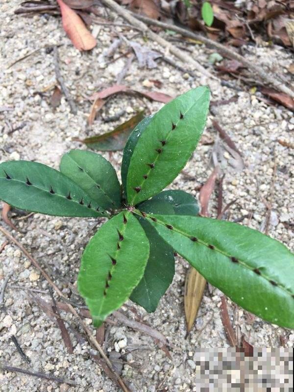 中草药两面针,药用价值极高,常常被看成野草! 中草药两面针,药用价值极高,常常被看成野草!