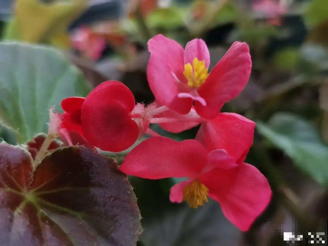 6种花开花时间超长，花朵又大又好看，养花必备