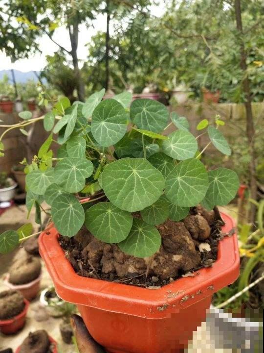 种到花盆里一个“大土豆”，俩月后开始疯狂冒芽，现在爬满整面墙