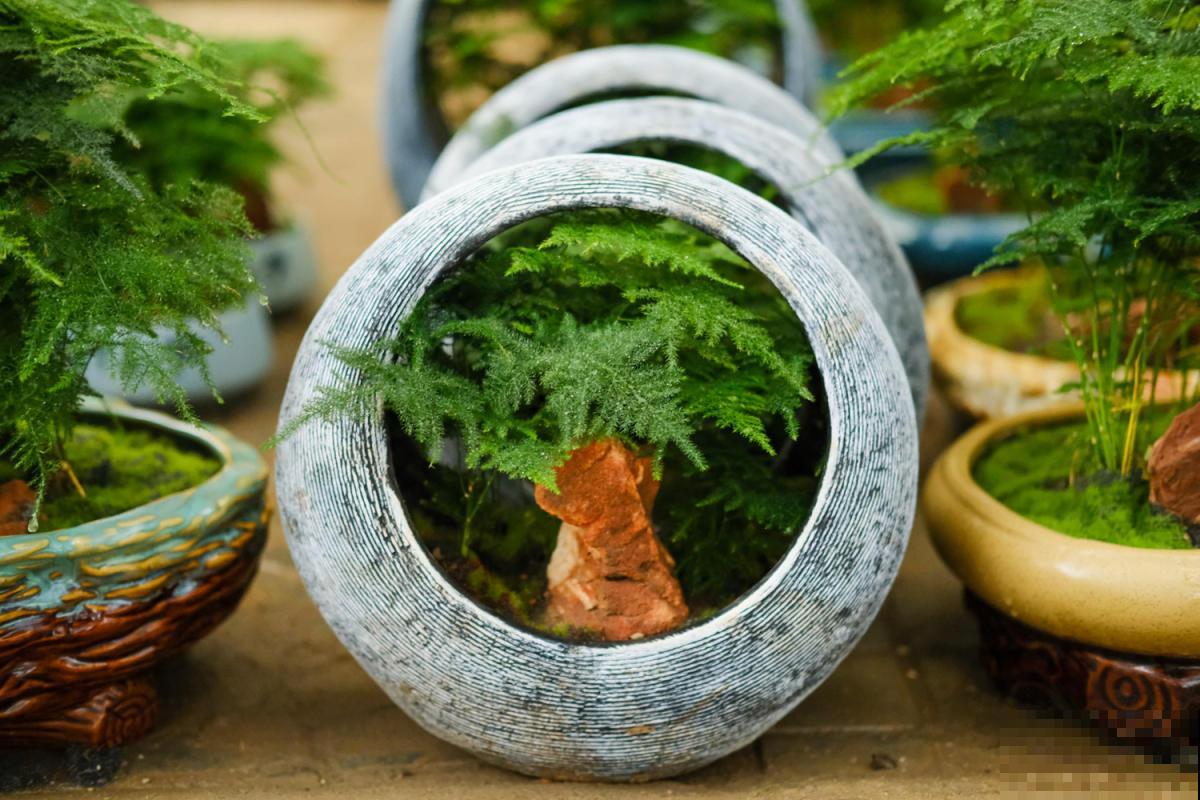 3种“杀菌花”，家里养一盆，物理干净还清香