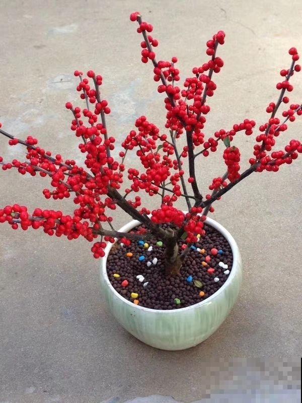 3种花特难养，不如直接插瓶里，更容易养护